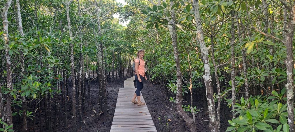 Walking the Mangrove forest in Mtunzini slackpack