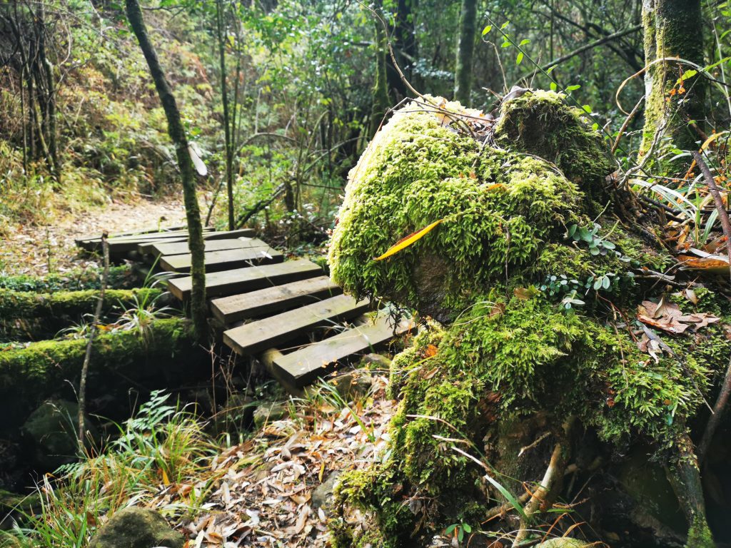 Slackpacking through mistbelt forest and grasslands