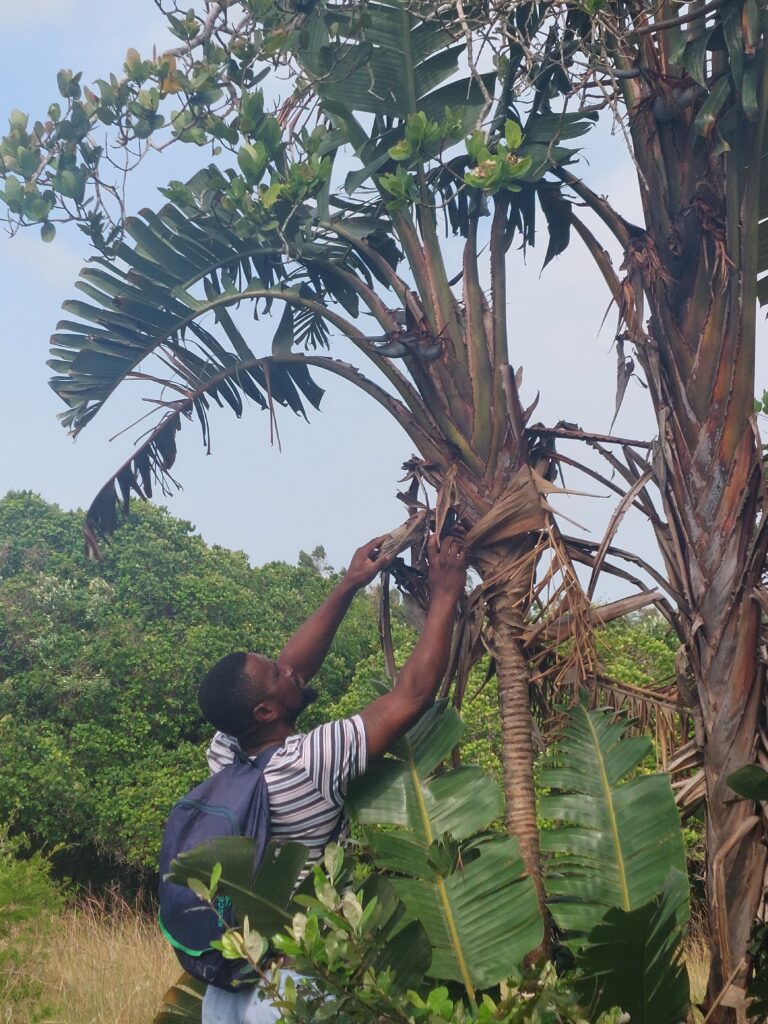 collecting strelizia seed kosi bay
