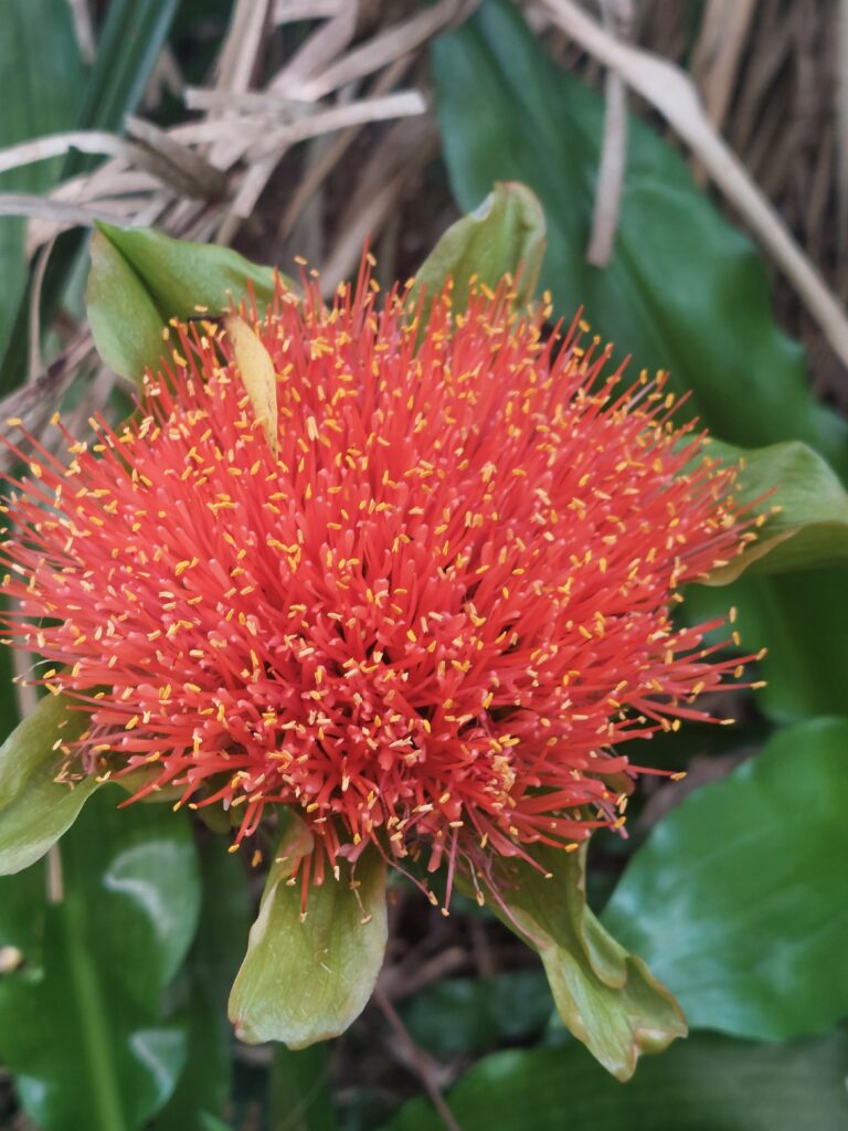 scadoxis on Kosi Bay turtle hike