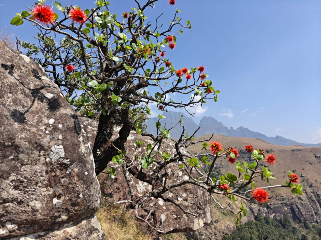 Drakensberg flora