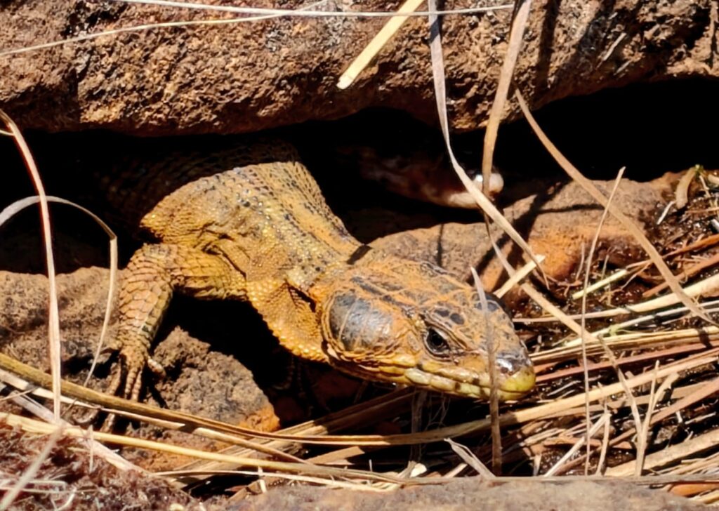 fauna of the Drakensberg